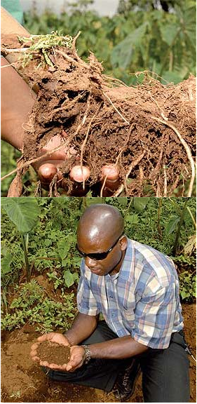 agriculture-beating-poverty-with-amadumbe-vuk-uzenzele